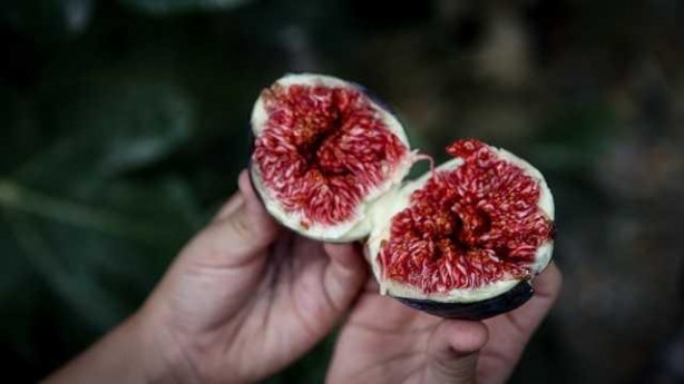 Bunları neredeyse hiç kimse bilmiyor! İncirin o faydalarını öğrenince kilo kilo alacaksınız