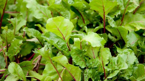 Foto - Bunları yemiyoruz fakat ya yenirse… İşte insanı tepeden tırnağa yenileyen 5 süper besin