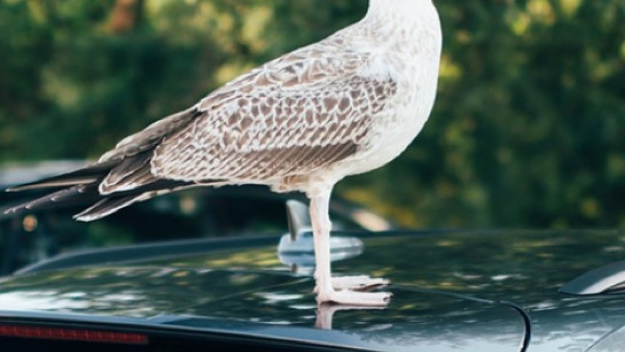 Güvercinlerin sırrı ortaya çıktı: Meğer arabanıza pislemesinin nedeni buymuş!