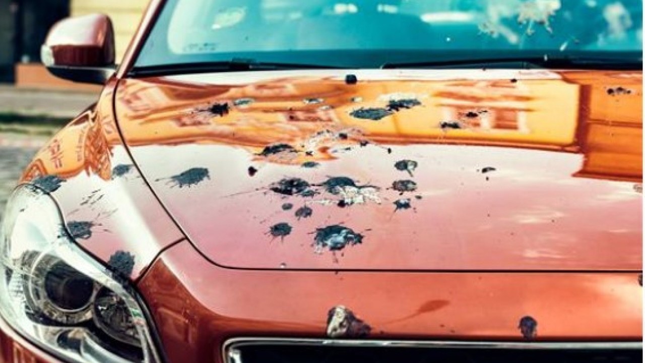 Foto - Güvercinlerin sırrı ortaya çıktı: Meğer arabanıza pislemesinin nedeni buymuş!