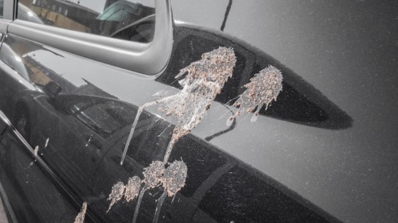 Foto - Güvercinlerin sırrı ortaya çıktı: Meğer arabanıza pislemesinin nedeni buymuş!