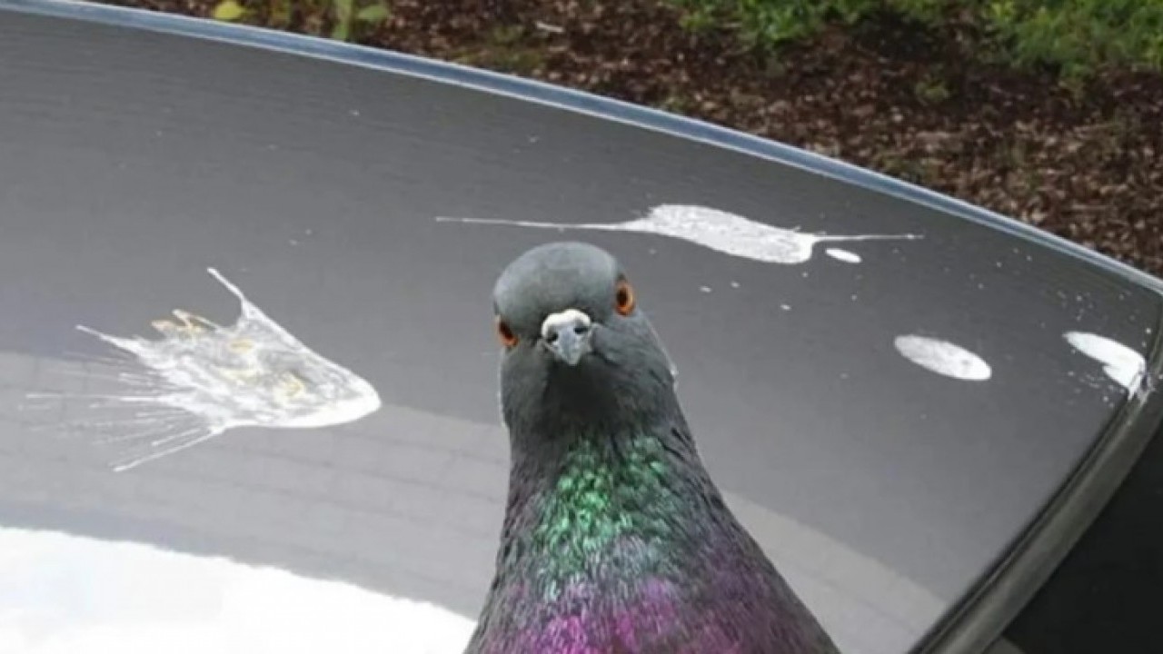 Foto - Güvercinlerin sırrı ortaya çıktı: Meğer arabanıza pislemesinin nedeni buymuş!