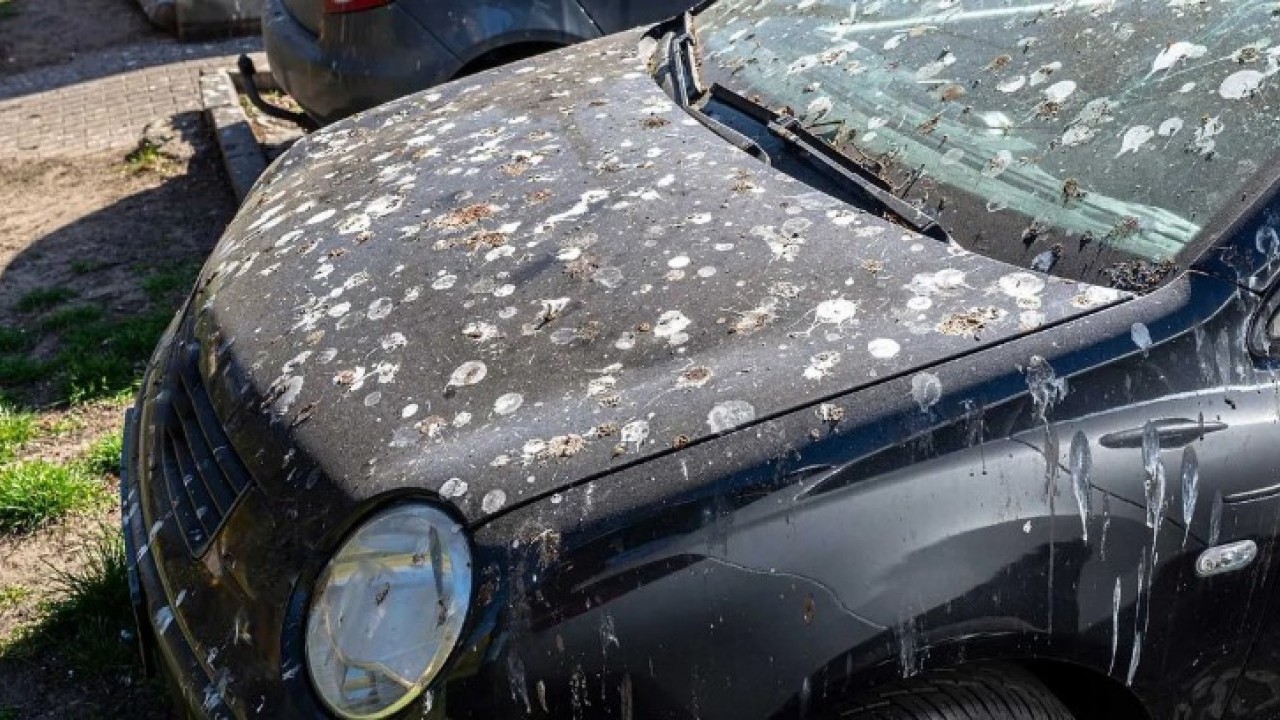 Foto - Güvercinlerin sırrı ortaya çıktı: Meğer arabanıza pislemesinin nedeni buymuş!