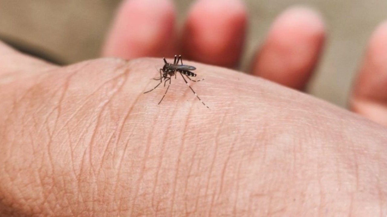 Foto - Bunu daha önce duymamış olabilirsiniz! Sivrisinekleri kökten bitiren çözüm