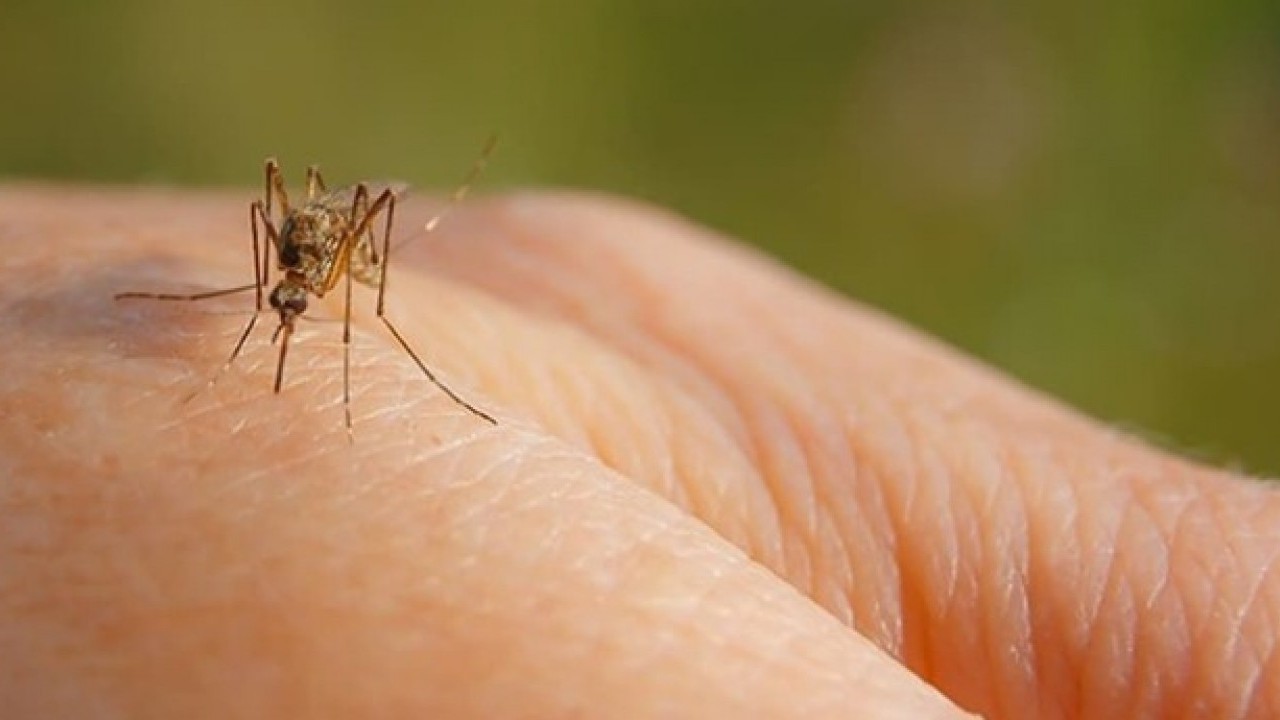 Bunu daha önce duymamış olabilirsiniz! Sivrisinekleri kökten bitiren çözüm