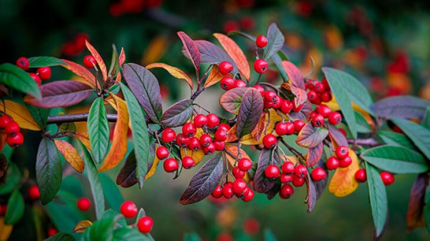 Foto - Bunu düzenli için: Yapan ilaçlara bir kuruş ödemiyor! Ne kilo ne kolestrol ne de şeker... Bu meyve ile veda etti