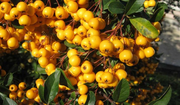 Foto - Bunu düzenli için: Yapan ilaçlara bir kuruş ödemiyor! Ne kilo ne kolestrol ne de şeker... Bu meyve ile veda etti