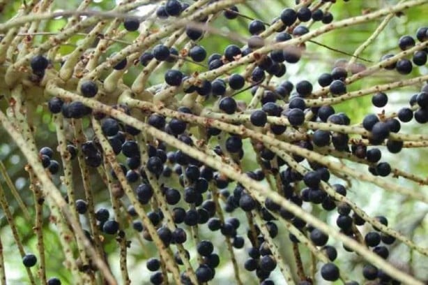 Foto - Bunu düzenli tüketen hastanenin kapısından geçmiyor! Onlarca meyveden daha fazla vitamini var! Meyve dünyasının gizemli hazinesi