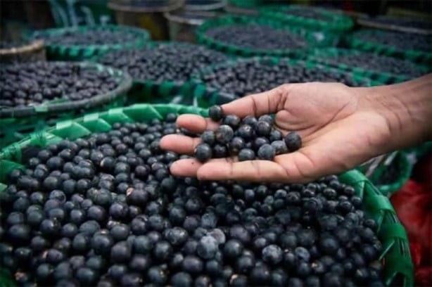 Foto - Bunu düzenli tüketen hastanenin kapısından geçmiyor! Onlarca meyveden daha fazla vitamini var! Meyve dünyasının gizemli hazinesi