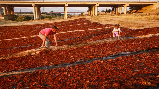 Foto - Bunu eken parayı buluyor! 500 milyon dolar getirisi var! Yurt dışına o kadar satıyor ki, üretici bile tadına bakamıyor 