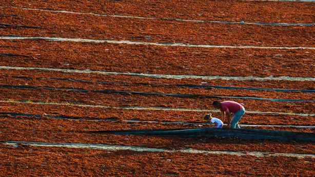 Foto - Bunu eken parayı buluyor! 500 milyon dolar getirisi var! Yurt dışına o kadar satıyor ki, üretici bile tadına bakamıyor 
