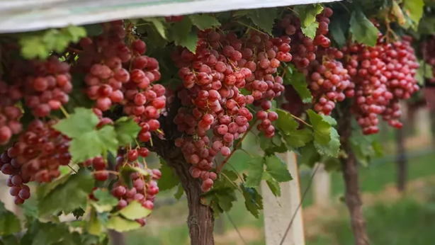 Foto - Bunu eken parayı buluyor! 500 milyon dolar getirisi var! Yurt dışına o kadar satıyor ki, üretici bile tadına bakamıyor 