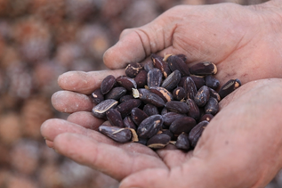 Foto - Bunu eken, parayı buluyor! Resmen altın biçiyor! Duyan hasadına başladı, çok sayıda kişi listesine aldı