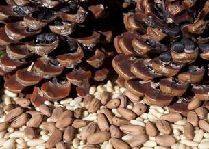 Foto - Bunu eken, parayı buluyor! Resmen altın biçiyor! Duyan hasadına başladı, çok sayıda kişi listesine aldı