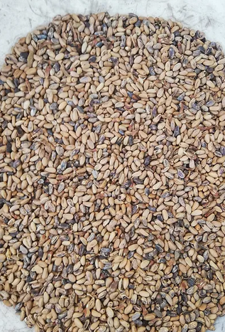 Bunu eken, parayı buluyor! Resmen altın biçiyor! Duyan hasadına başladı, çok sayıda kişi listesine aldı