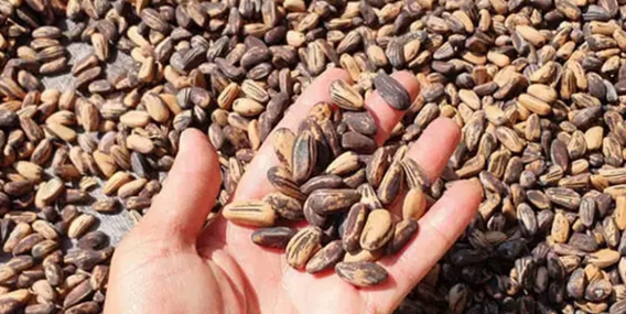 Foto - Bunu eken, parayı buluyor! Resmen altın biçiyor! Duyan hasadına başladı, çok sayıda kişi listesine aldı