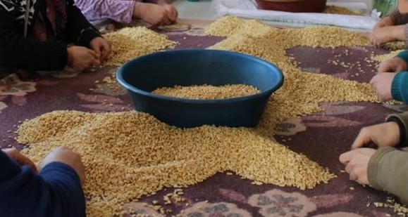 Foto - Bunu eken, parayı buluyor! Resmen altın biçiyor! Duyan hasadına başladı, çok sayıda kişi listesine aldı