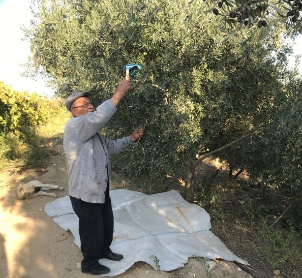 Foto - Bunu kesinlikle yapmayın! Kaliteli zeytinyağının püf noktası