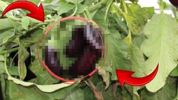 Foto - Bunu kimse tahmin etmezdi! Sen ne yaptın böyle Mehmet amca! Duyanın ağzı bir karış açık kalıyor 