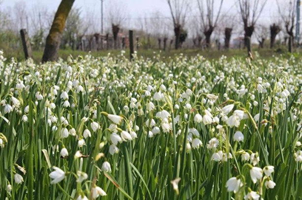 Bunu koparan yandı! Cezası 112 bin lira