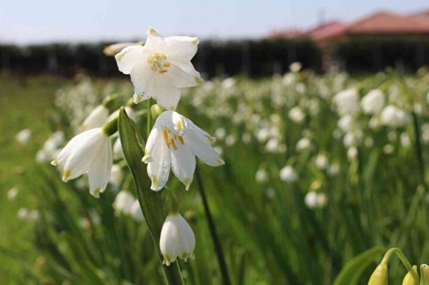 Foto - Bunu koparan yandı! Cezası 112 bin lira