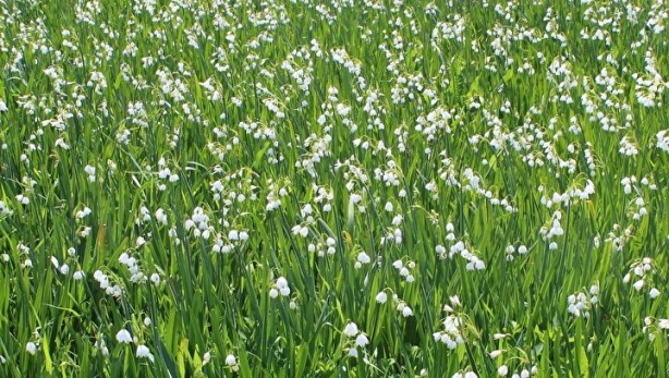 Foto - Bunu koparan yandı! Cezası 112 bin lira