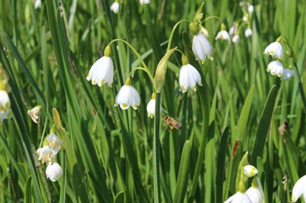 Foto - Bunu koparan yandı! Cezası 112 bin lira