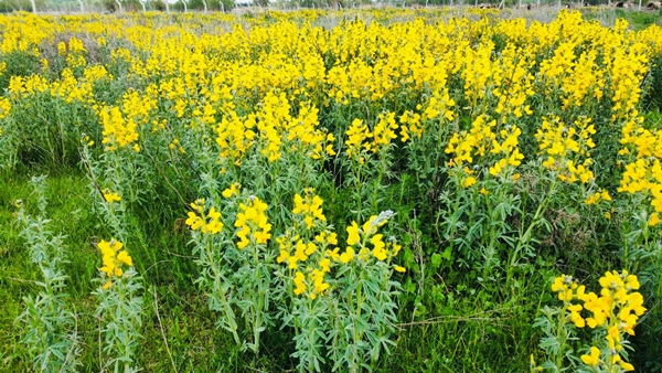 Foto - Bunu koparan yanıyor! Cezası dudak uçuklattı