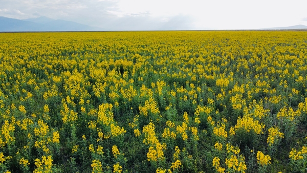 Foto - Bunu koparan yanıyor! Cezası dudak uçuklattı