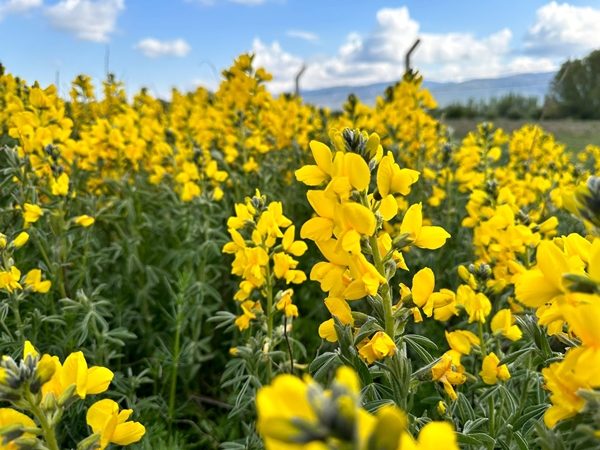Foto - Bunu koparan yanıyor! Cezası dudak uçuklattı