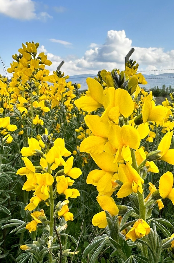 Foto - Bunu koparan yanıyor! Cezası dudak uçuklattı