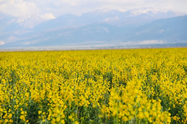 Bunu koparan yanıyor! Cezası dudak uçuklattı