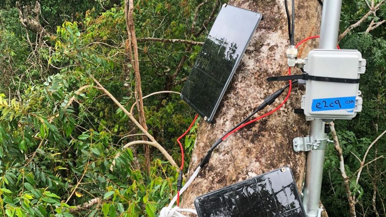 Foto - Bunu neden yaptıklarına inanamayacaksınız! Eski telefonları ağaçlara astılar