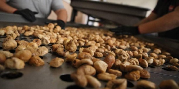 Foto - Bunu satanın elinde bir tane bile kalmıyor! Ne pamuk ne de zeytin... Almanya, ABD, Fransa… Hepsi onun için kapımızda kuyruk oldu