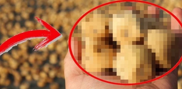 Bunu satanın elinde bir tane bile kalmıyor! Ne pamuk ne de zeytin... Almanya, ABD, Fransa… Hepsi onun için kapımızda kuyruk oldu