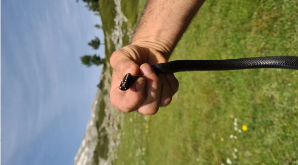 Bunu yapan evine yılan davet ediyor