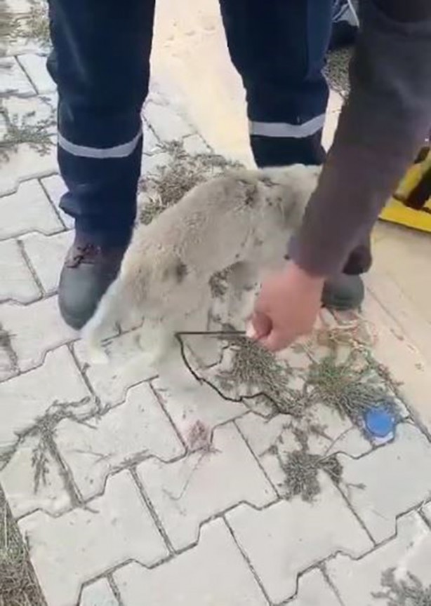 Foto - Bunu yapan insan olamaz! Ayaklarını bağladılar! 