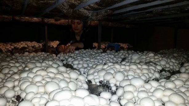Foto - Bunu yapan, yedi sülalesini doyuracak! Resmen para musluğu! Duyuruldu! Artık herkes o işe yöneliyor