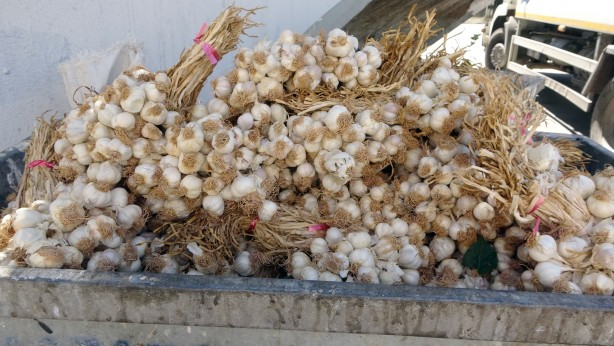 Bunun adı vicdansızlık, kilolarca sarımsak çöp konteynerine atıldı! Sebebi...