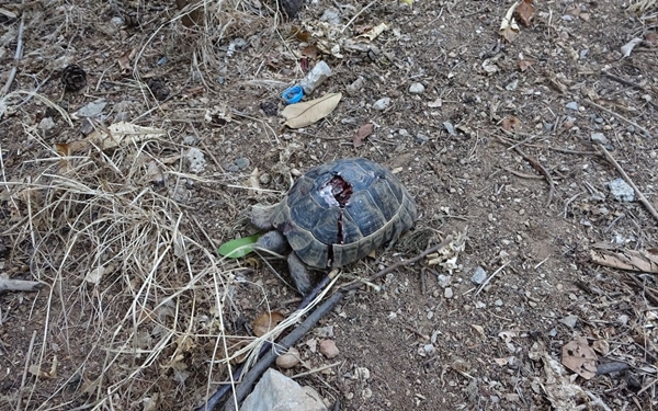 Foto - Bunun adı vahşet! Taşla ezerek katlettiler