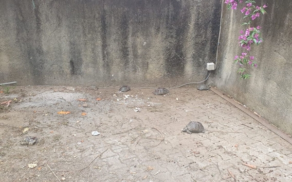 Foto - Bunun adı vahşet! Taşla ezerek katlettiler