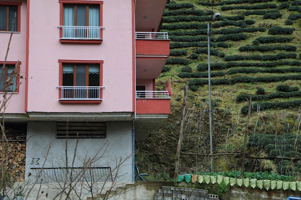 Foto - Bunun hesabını kim verecek? Karadenizlinin müthiş zekası tamam da bu kadarı fazla