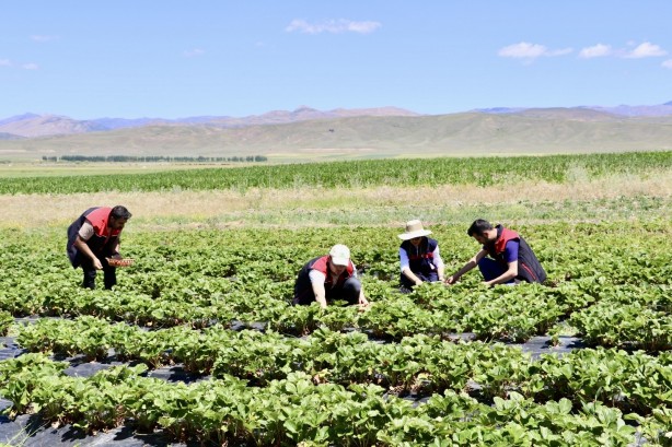 Foto - "Burada çilek yetişmez" dediler! Bir yılda alınan verim göz kamaştırdı