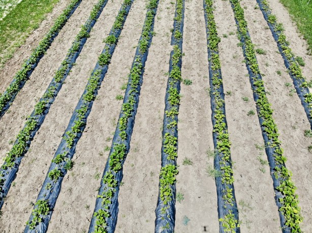 Foto - "Burada çilek yetişmez" dediler! Bir yılda alınan verim göz kamaştırdı