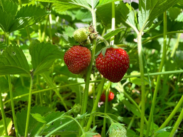 Foto - "Burada çilek yetişmez" dediler! Bir yılda alınan verim göz kamaştırdı