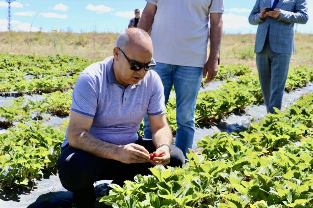 Foto - "Burada çilek yetişmez" dediler! Bir yılda alınan verim göz kamaştırdı