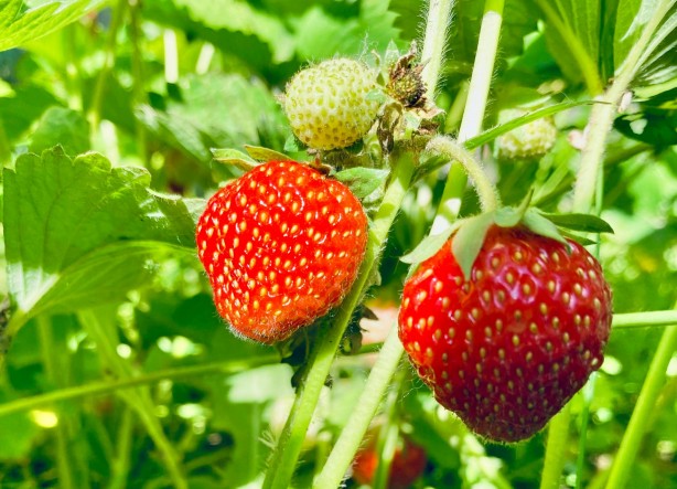 Foto - "Burada çilek yetişmez" dediler! Bir yılda alınan verim göz kamaştırdı