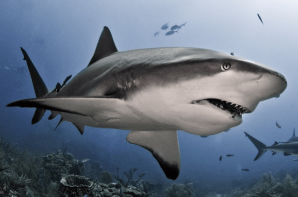 Foto - "Burada dünyaya büyük bir mesaj var" diyerek duyurdular! Şok eden gerçek, sonunda ortaya çıktı 