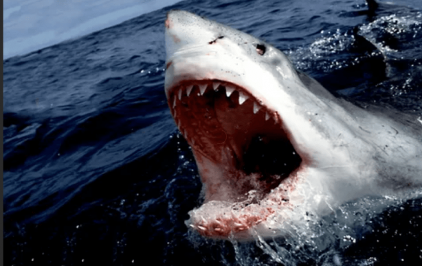 Foto - "Burada dünyaya büyük bir mesaj var" diyerek duyurdular! Şok eden gerçek, sonunda ortaya çıktı 