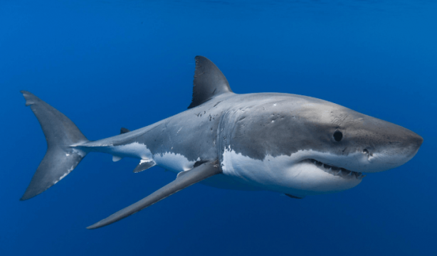 Foto - "Burada dünyaya büyük bir mesaj var" diyerek duyurdular! Şok eden gerçek, sonunda ortaya çıktı 